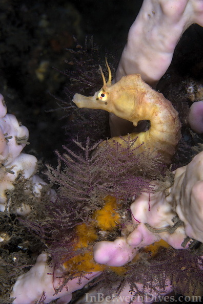 Hippocampus abdominalis - Big-belly Seahorse - Bare Island - 210102-5883.jpg 210102-5883.jpg