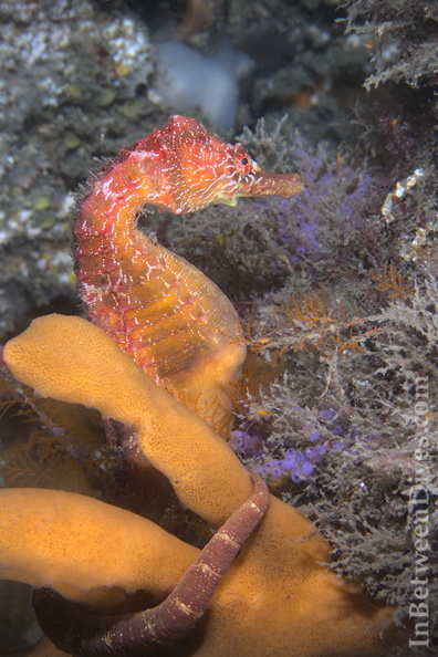 Hippocampus abdominalis - Big-belly Seahorse - Bare Island - 210924-3713.jpg 210924-3713.jpg