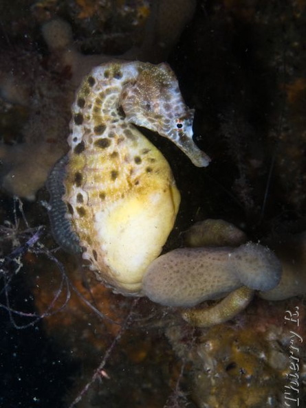 Hippocampus abdominalis - Big-belly Seahorse - Clifton Garden - rw_081126-9360.jpg rw_081126-9360.jpg