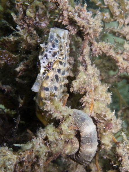 Hippocampus abdominalis - Big-belly Seahorse - Camp Cove - rw_090117-1412.jpg rw_090117-1412.jpg