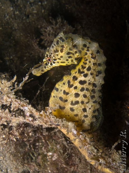 Hippocampus abdominalis - Big-belly Seahorse - Camp Cove - rw_090204-1729.jpg rw_090204-1729.jpg