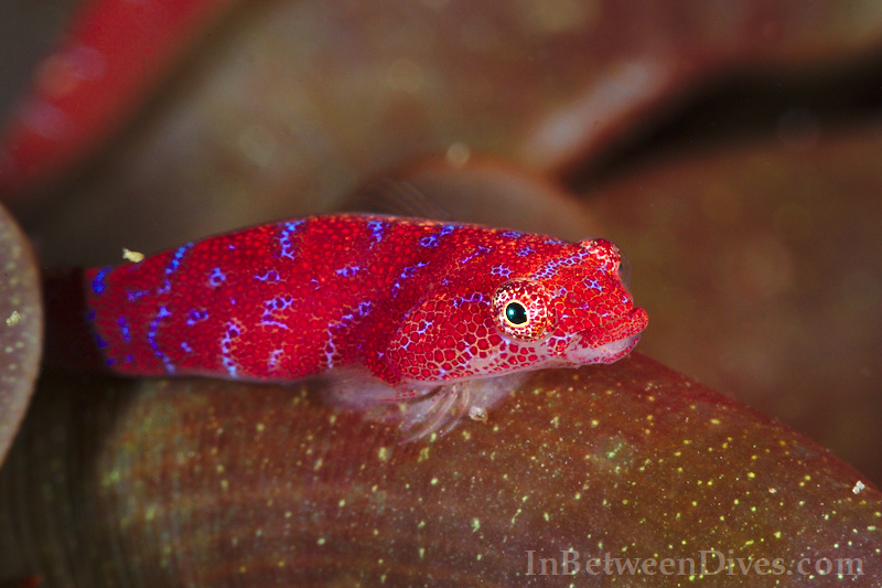 Cochleoceps orientalis - Eastern Cleaner Clingfish - Shark Point