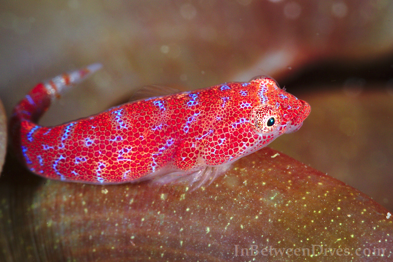 Cochleoceps orientalis - Eastern Cleaner Clingfish - Shark Point