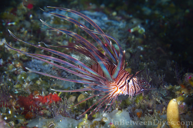 Pterois volitans - Lionfish - Shark Point