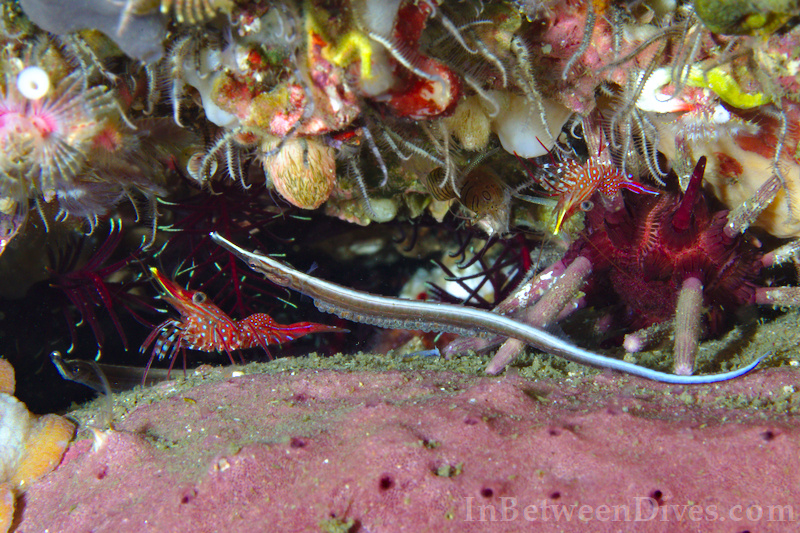 Maroubra perserrata - Sawtooth Pipefish - Shark Point