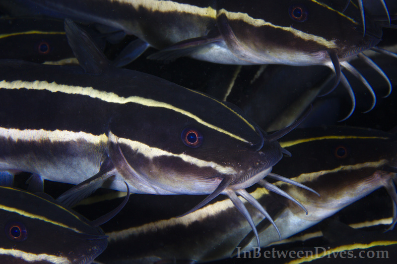 Plotosus lineatus - Striped Catfish - Shiprock