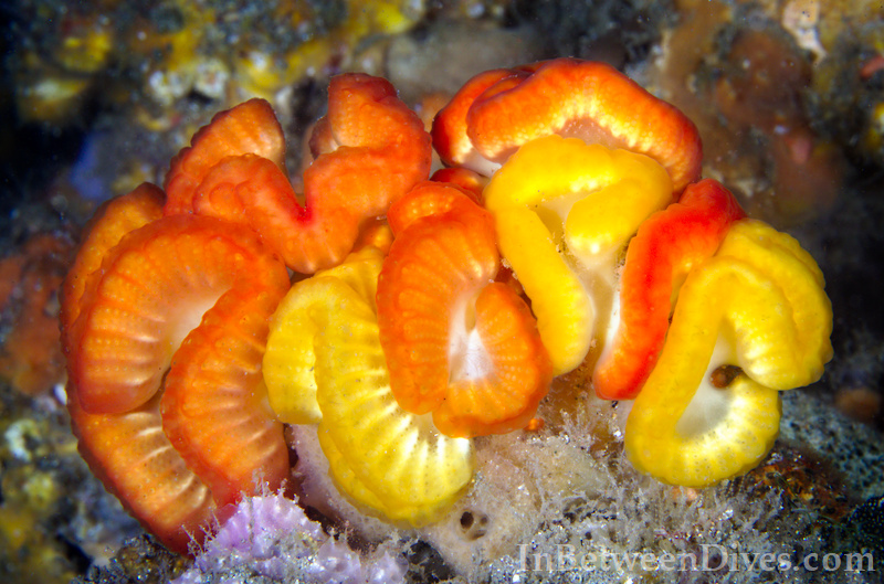 Sycozoa cerebriformis - Sycozoa cerebriformis - Shiprock