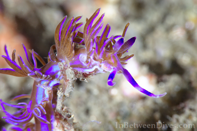 Pteraeolidia ianthina - Blue Dragon - Bare Island