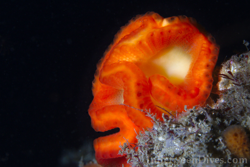 Sycozoa cerebriformis - Sycozoa cerebriformis - Shiprock