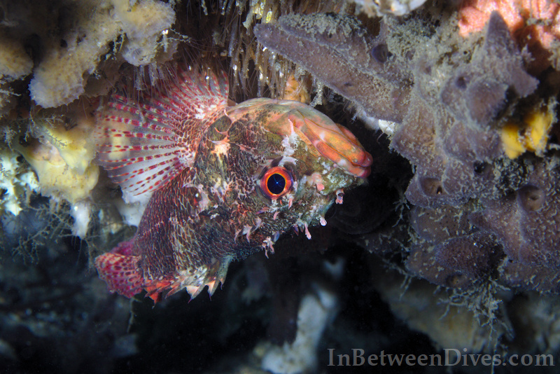 Scorpaenodes scaber - Pygmy Rockcod - Shiprock
