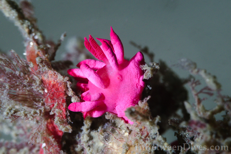Okenia atkinsonorum - Okenia atkinsonorum - Bare Island