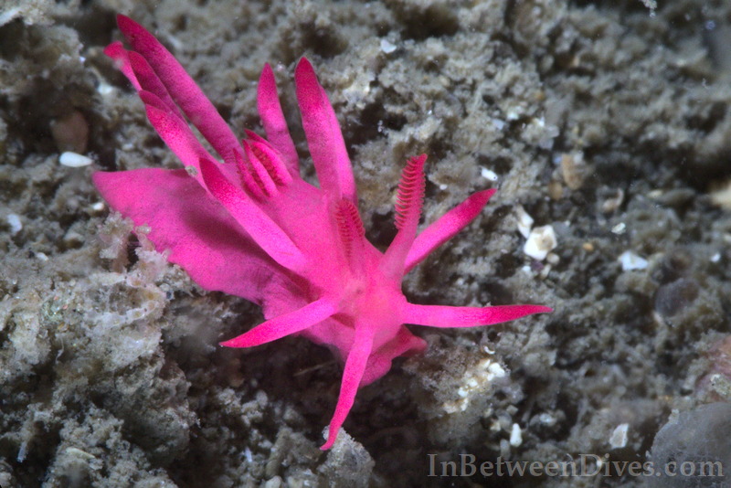 Okenia atkinsonorum - Okenia atkinsonorum - Bare Island