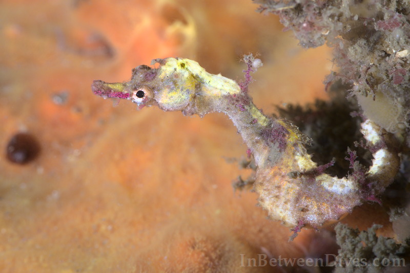 Idiotropiscis lumnitzeri - Sydney Pygmy Pipehorse - Bare Island