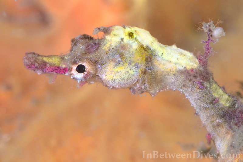 Idiotropiscis lumnitzeri - Sydney Pygmy Pipehorse - Bare Island