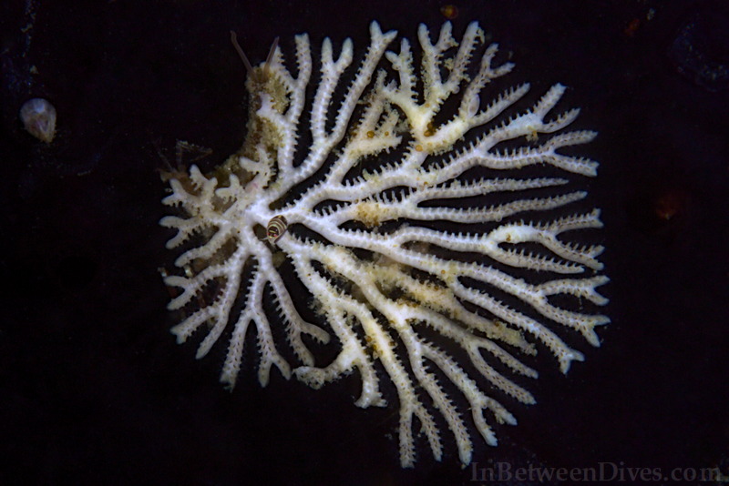 Coral - Coral - Shark Point
