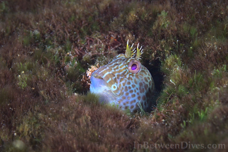 Parablennius intermedius - Horned Blenny - Shark Point