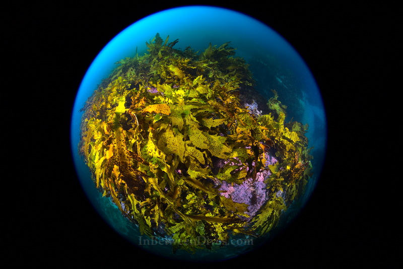 Kelp - Kelp - Shark Point