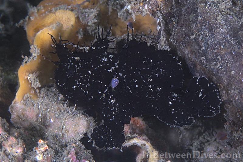 Antennarius striatus - Striped Anglerfish - Clifton Garden