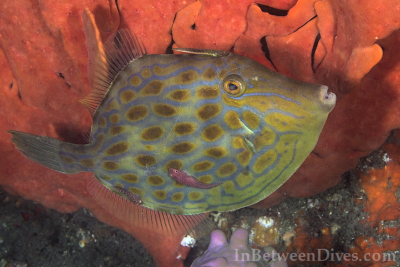Eubalichthys mosaicus - Mosaic Leatherjacket - Bare Island