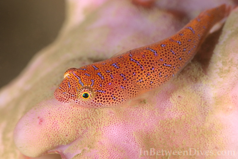 Cochleoceps orientalis - Eastern Cleaner Clingfish - Bare Island