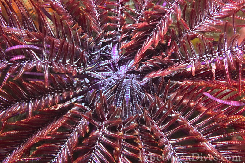 Feather Star - Feather Star - Shark Point