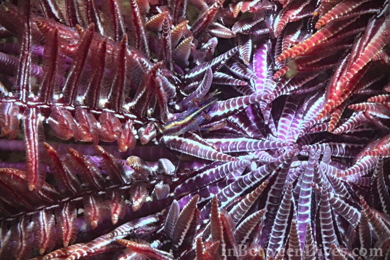 Feather Star - Feather Star - Shark Point
