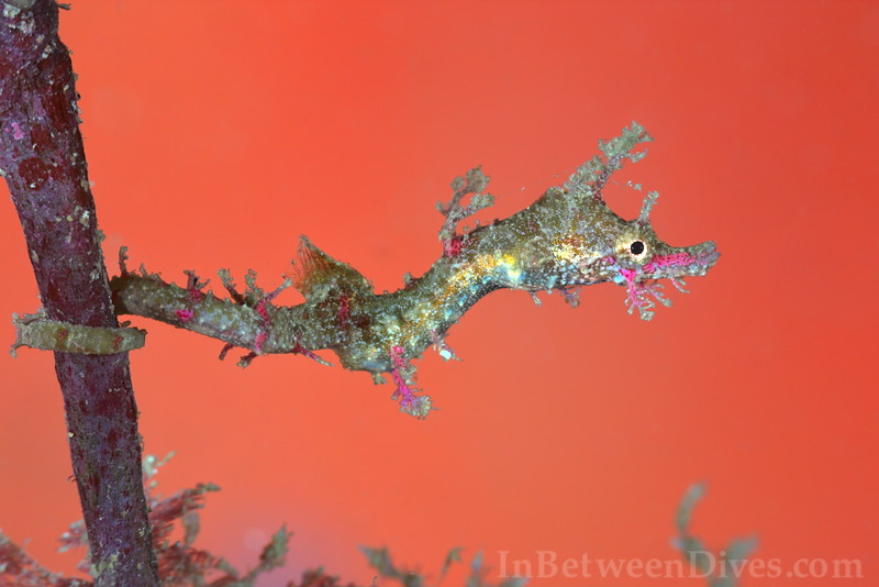 Idiotropiscis lumnitzeri - Sydney Pygmy Pipehorse - The Monument