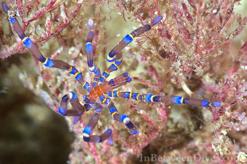 Anoplodactylus evansi - Evans Sea Spider - The Monument
