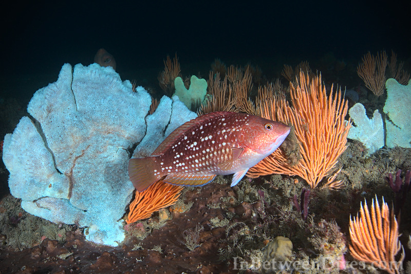 Notolabrus gymnogenis - Crimson Banded Wrasse - Shark Point