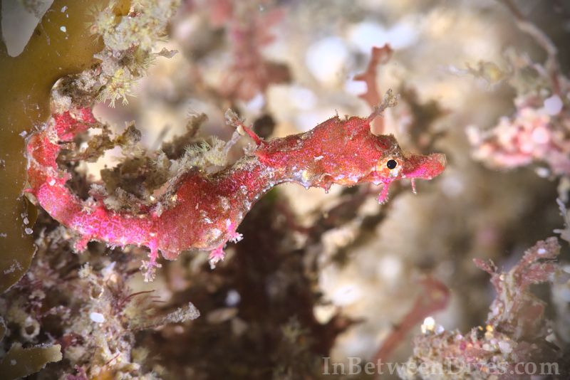 Idiotropiscis lumnitzeri - Sydney Pygmy Pipehorse - Bare Island