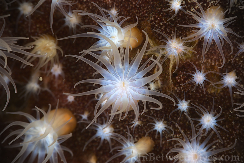 Actiniid sp.1 - Bryozoan anemone - Bare Island
