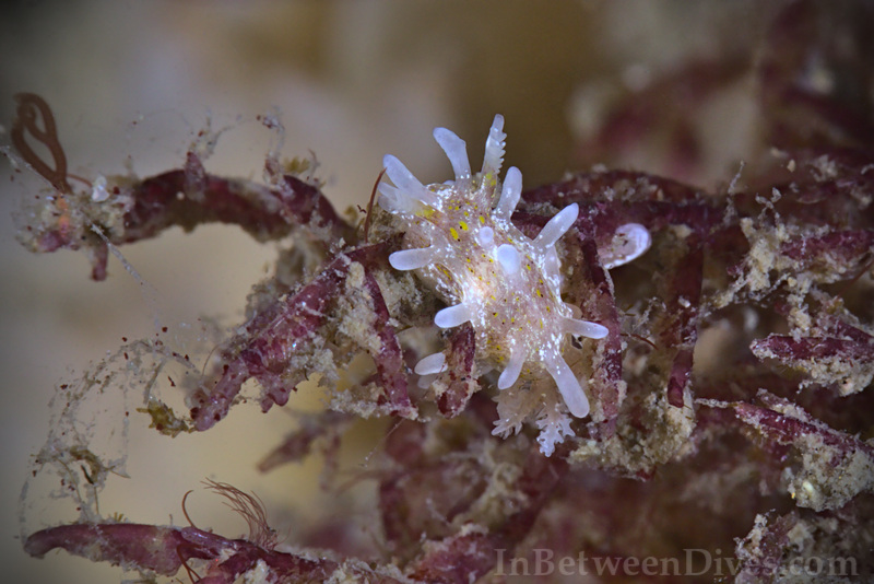 Nudibranch - Nudibranch - Bare Island