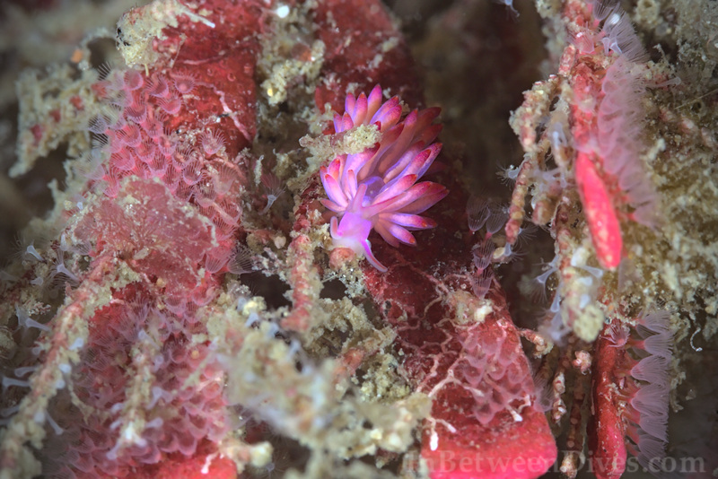 Nudibranch - Nudibranch - Bare Island