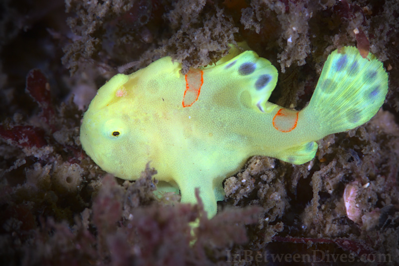 Antennarius pictus - Painted Anglerfish - Bare Island