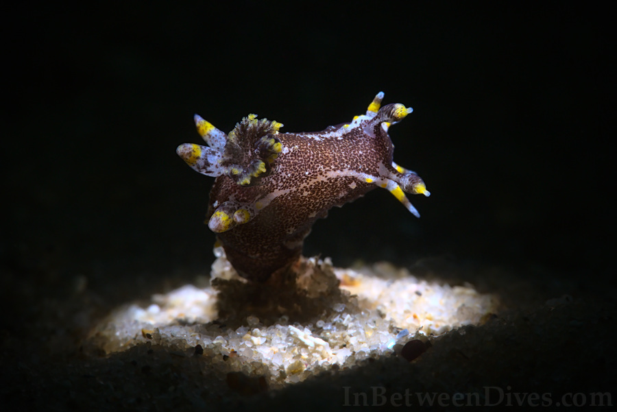 Polycera hedgpethi - Polycera hedgpethi - Clifton Garden