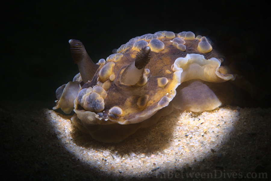 Dendrodoris gunnamatta - Dendrodoris gunnamatta - Clifton Garden