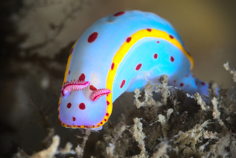 Hypselodoris bennetti - Hypselodoris bennetti - Bare Island