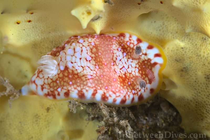 Chromodoris tinctoria - Chromodoris tinctoria - Bare Island