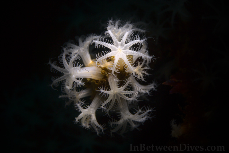 Carijoa sp. - Carijoa sp. - Shark Point
