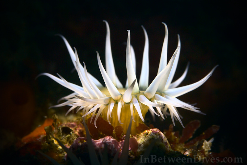 Anthothoe albocincta - White Striped Anemone - Shark Point