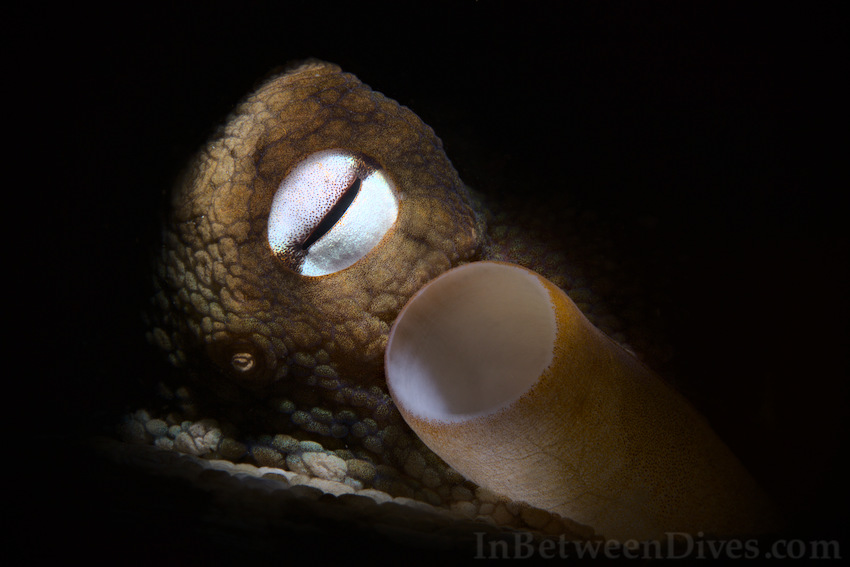 Octopus tetricus - Sydney Octopus - Clifton Garden