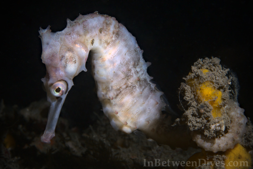 Hippocampus whitei - Whites Seahorse - Clifton Garden