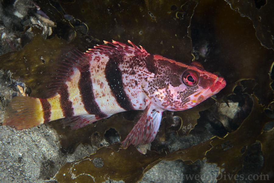 Hypoplectrodes nigroruber - Banded Seaperch - The Monument