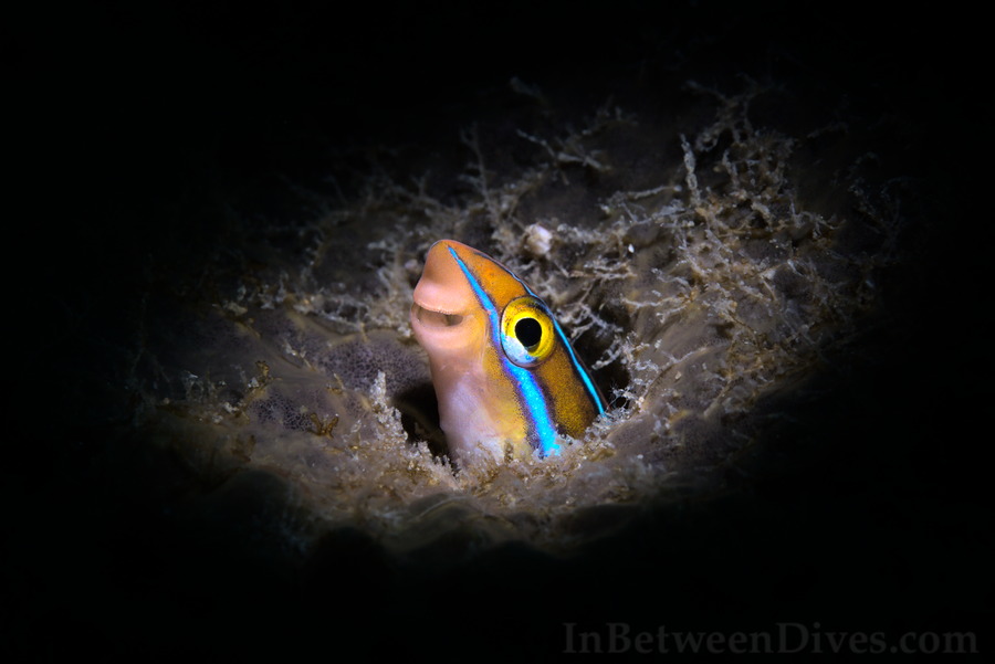 Plagiotremus rhinorhynchos - Blue Lined Sabretooth Blenny - Shar