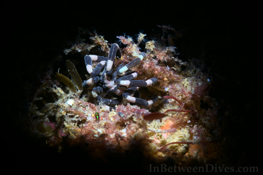 Stylopallene tubirostris - Sea Spider - Shark Point
