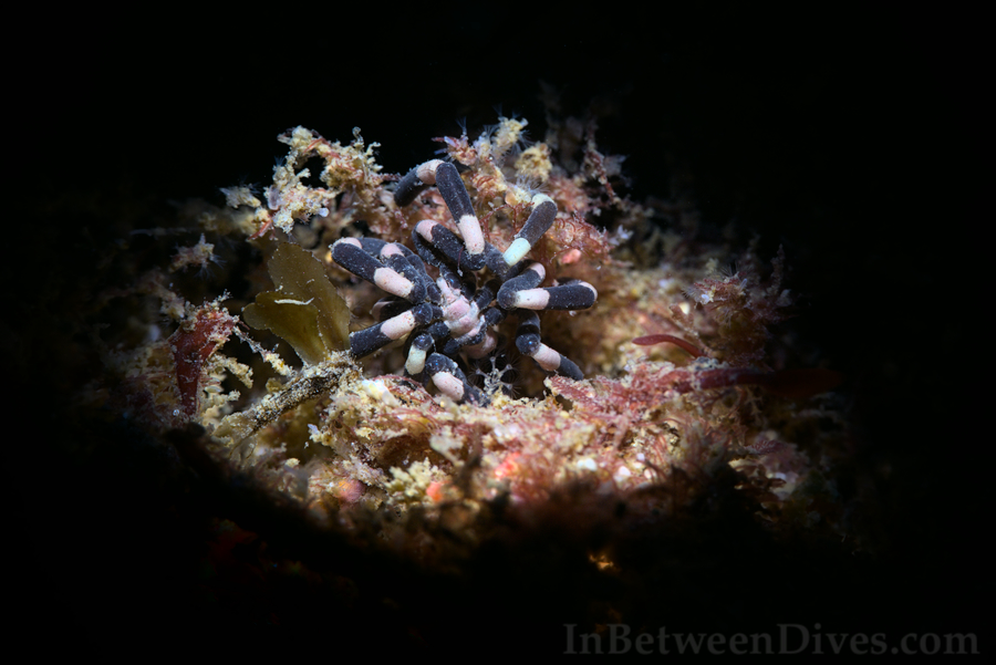 Stylopallene tubirostris - Sea Spider - Shark Point