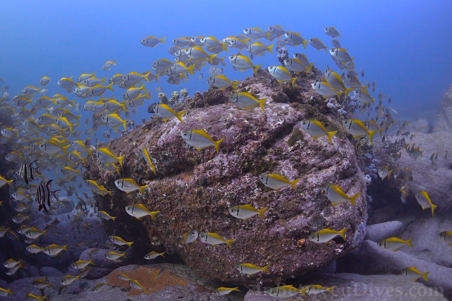 Schuettea scalaripinnis - Eastern Pomfred - Shark Point