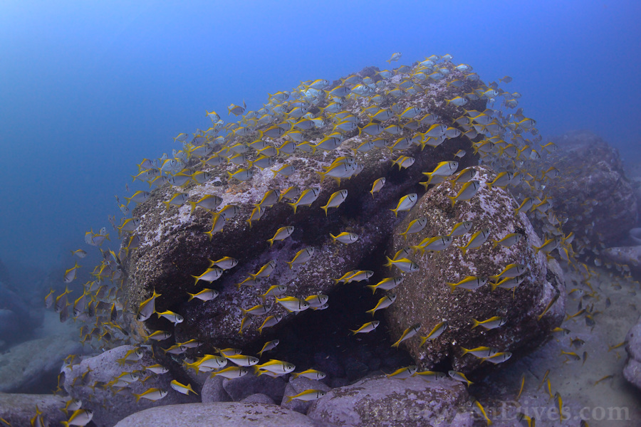 Schuettea scalaripinnis - Eastern Pomfred - Shark Point