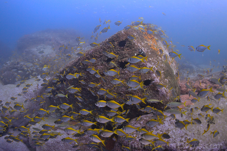 Schuettea scalaripinnis - Eastern Pomfred - Shark Point