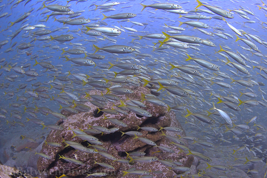Trachurus novaezelandiae - Yellowtail Scad - Shark Point